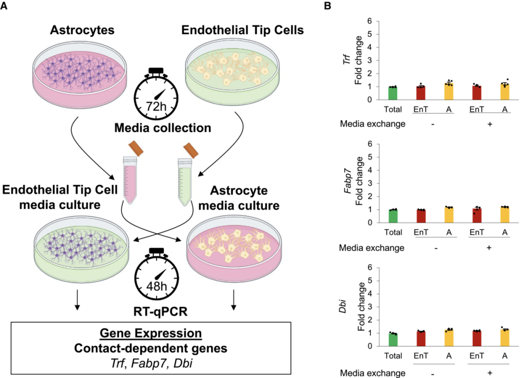 全光谱流式高活性分选小鼠大脑海马体细胞