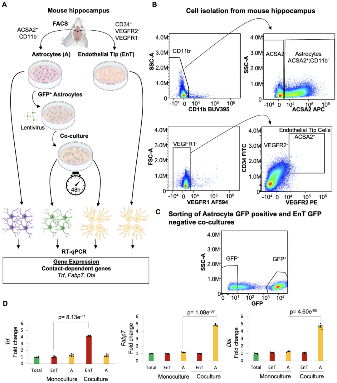 全光谱流式高活性分选小鼠大脑海马体细胞