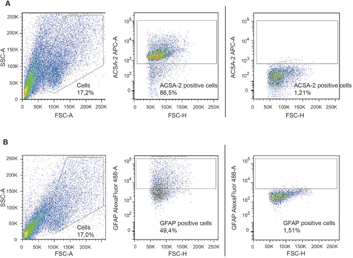 全光谱流式高活性分选小鼠大脑海马体细胞