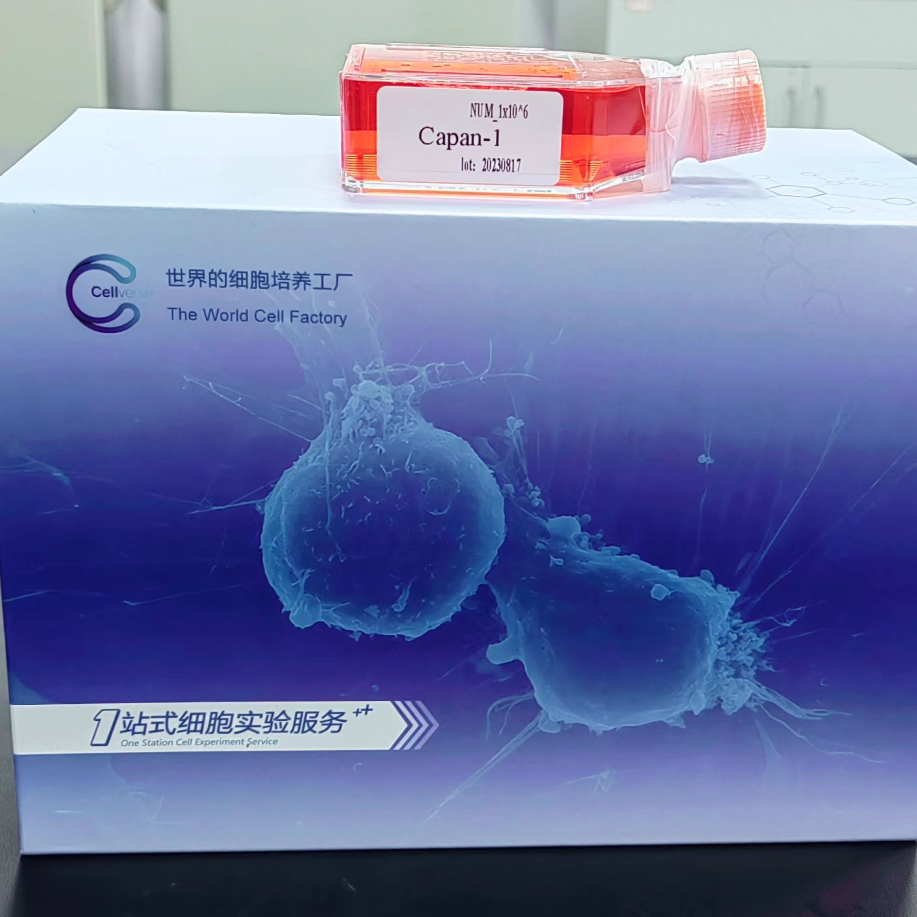 SNU-5 人胃癌细胞/STR鉴定/镜像绮点（Cellverse）