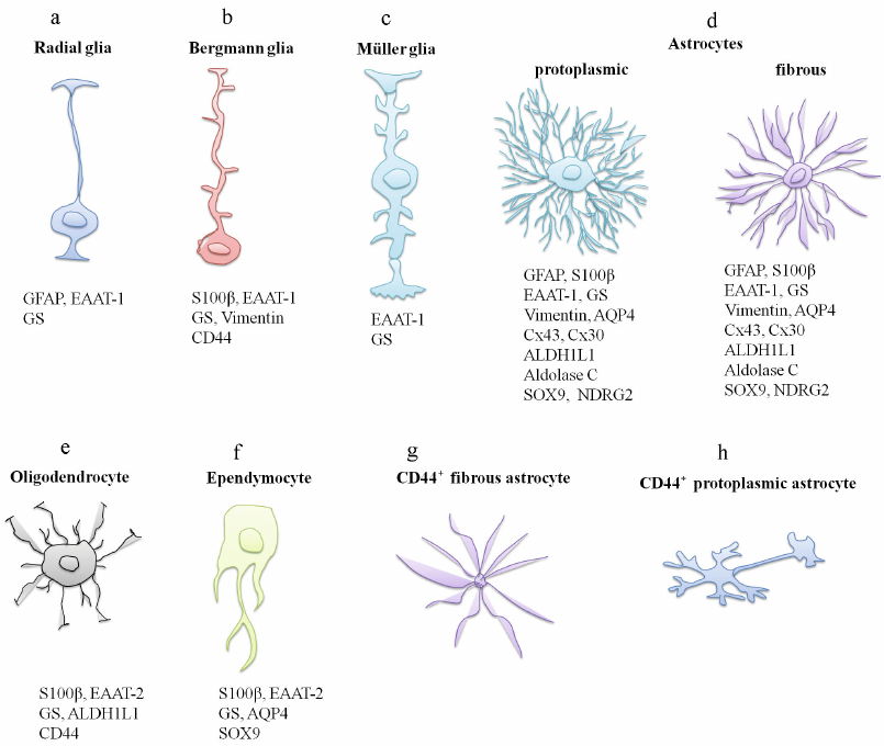 全光谱流式高活性分选小鼠大脑海马体细胞