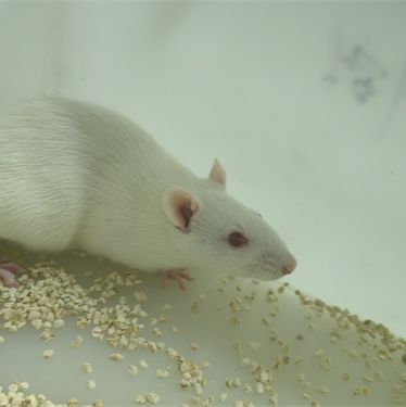 大鼠皮肤缺损动物模型