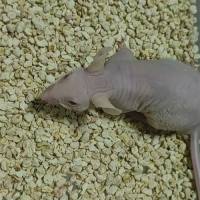 人源化肿瘤抑制模型