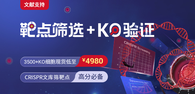 高分必备：CRISPR 文库筛选与 KO 细胞验证