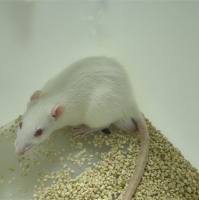 视网膜光损伤模型