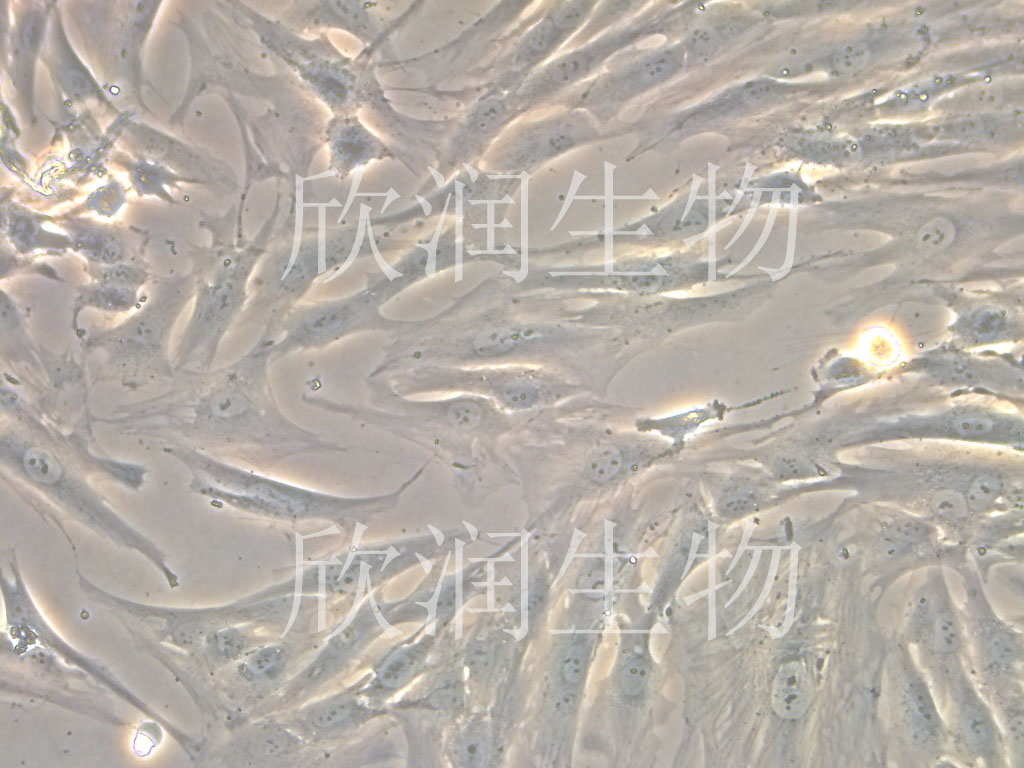 HDPCs细胞、DPC细胞、HDPC细胞、人毛乳头细胞系、永