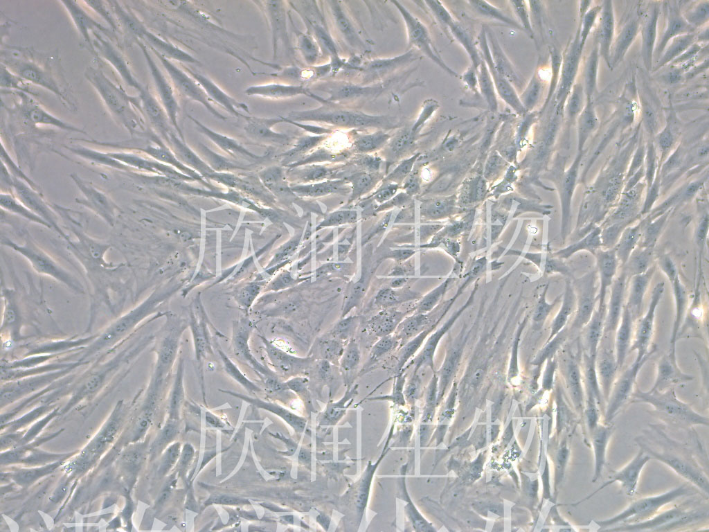 HDPCs细胞、DPC细胞、HDPC细胞、人毛乳头细胞系、永