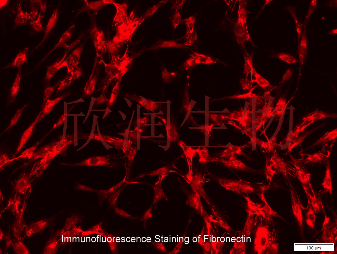 HDPCs细胞、DPC细胞、HDPC细胞、人毛乳头细胞系、永