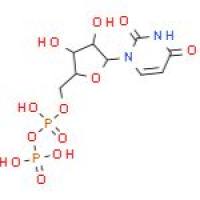 尿苷5'-二磷酸酯