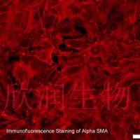 永生化小鼠肺动脉平滑肌细胞、小鼠肺动脉平滑肌细胞系