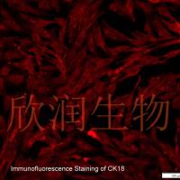 猪小肠上皮细胞系、永生化猪小肠上皮细胞