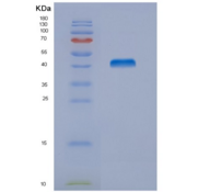 小鼠核连蛋白2(NUCB2)重组蛋白