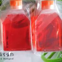 人胃癌细胞SNU-620