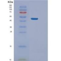 人NELFE重组蛋白