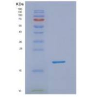 人NUDT1重组蛋白