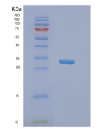 人NRBF2重组蛋白