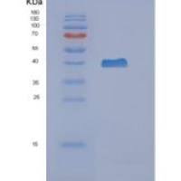 人Napsin A天冬氨酸肽酶(NAPSA)重组蛋白