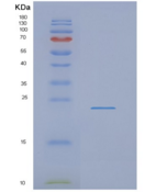 人NDUFAF4重组蛋白