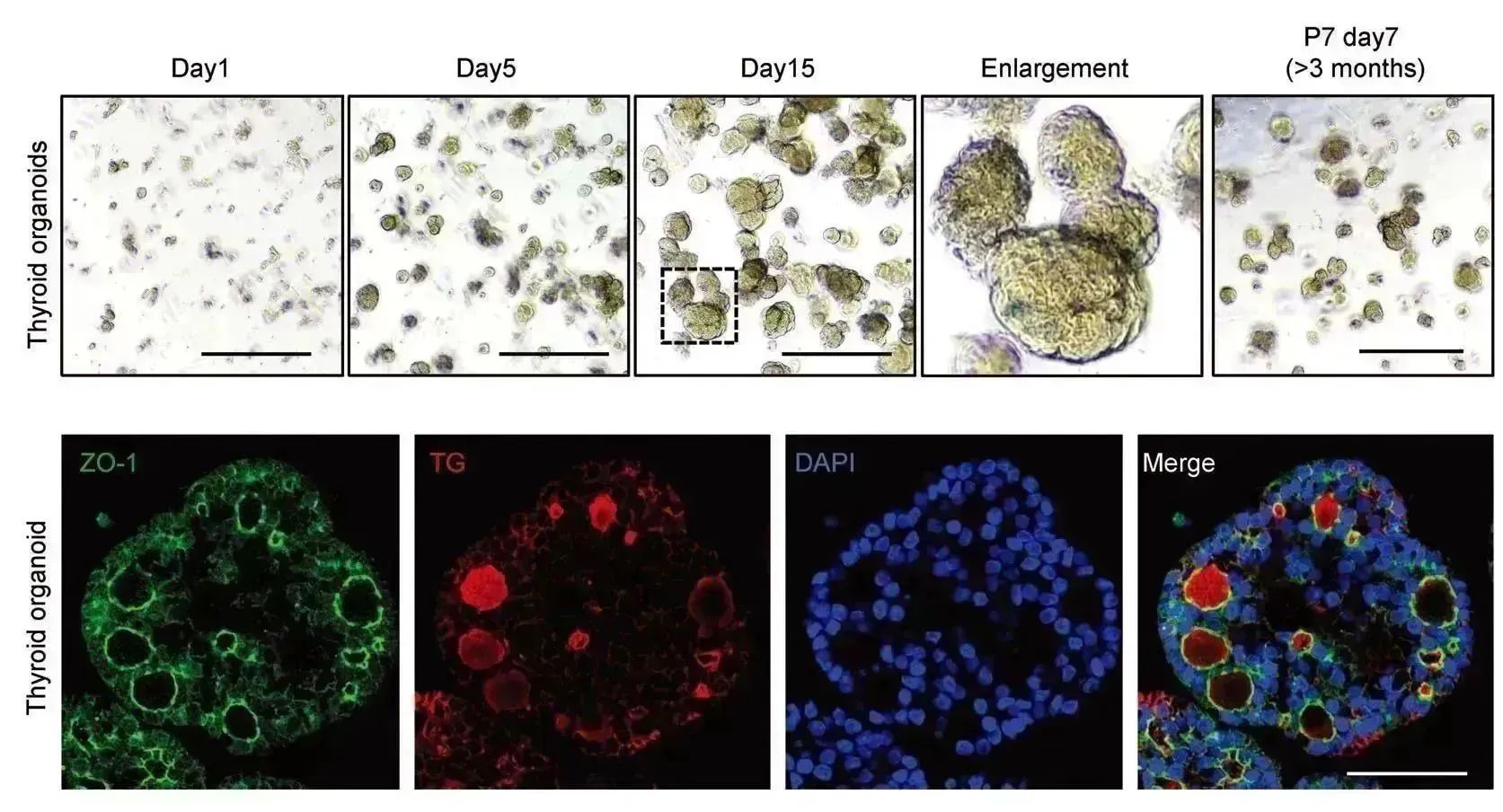回顾2023年类器官研究进展，分享3D类器官研究解决方案
