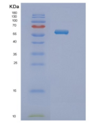 小鼠Nt5e重组蛋白