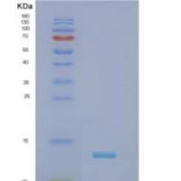 人NADH脱氢酶【泛醌】铁硫蛋白6，线粒体（NDUFS6）重组蛋白