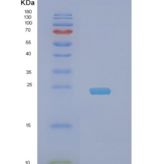 人NDUFB9重组蛋白