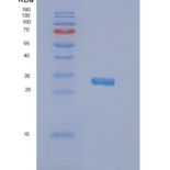 人NRBF2重组蛋白