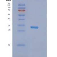 人NRBF2重组蛋白