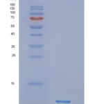 人NDUFB4重组蛋白