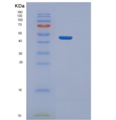 人NELFE重组蛋白