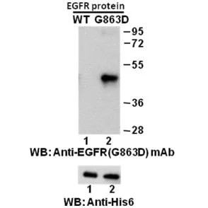 EGFR(G863D)