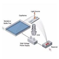 Agilent 12-毛细管阵列(33cm)