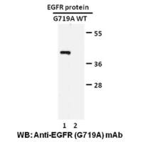 EGFR(G719A)