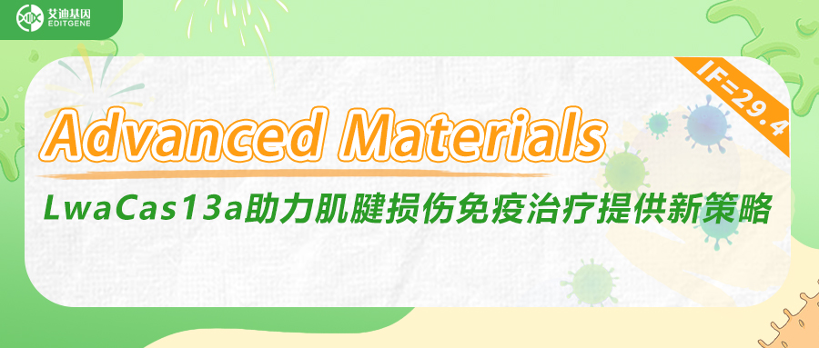 IF=29.4|艾迪基因LwaCas13a助力肌腱损伤免疫治疗提供新策略