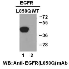 EGFR (L858Q)