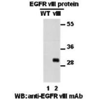 EGFR(vIII)