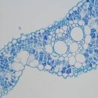 甲苯胺蓝染色实验服务