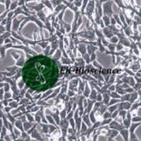 Pt67细胞、Pt-67小鼠逆转录病毒包装细胞