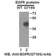 EGFR (G719S)