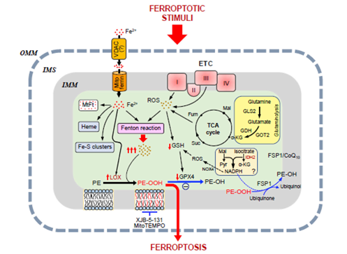 Elabscience细胞死亡 | 线粒体调控与铁死亡