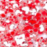 油红O脂肪染色法实验服务