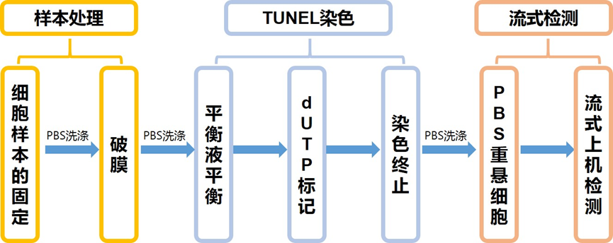 Elabscience细胞功能 | 流式TUNEL常见异常结果分析