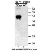 EGFR(T854A)