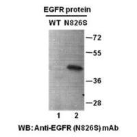 EGFR (N826S)