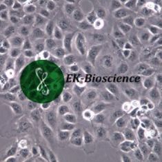 HK2细胞/HK-2人肾皮质近曲小管上皮细胞