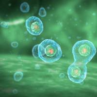 AT-3细胞株、AT-3细胞、AT-3细胞系