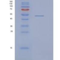 大肠杆菌NusA重组蛋白
