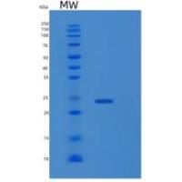 小鼠Pebp1重组蛋白