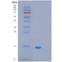 人PCBD1重组蛋白
