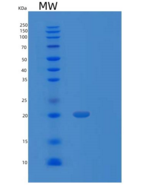 人过氧化还原酶3(PRDX3)重组蛋白